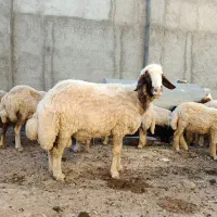 قوچ جوان سر حال