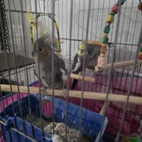 عروس هلندی