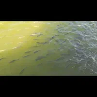 ماهی قزل الا