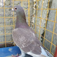 کبوتر سرخ|پرنده|سراوان, |دیوار