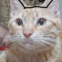 واگذاری نره زرد رایگان۶ماهه