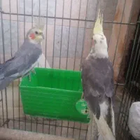 یک جفت عروس هلندی