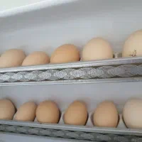 تخم مرغ محلی و تازه ولایتی