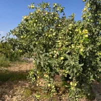 باغ میوه مارکده