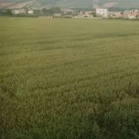 زمین-کشاورزی