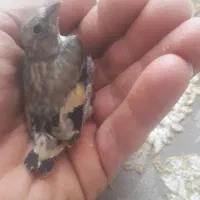 جوجه سهره