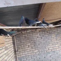 زینتی جوجه|پرنده|اردکان, |دیوار