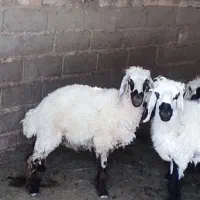 بره نروماده