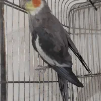 عروس هلندی نر سیامون