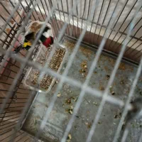 سهره نر|پرنده|محمدیه-قزوین, |دیوار