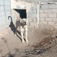 واگذاری سگ نگهبان|سگ|سراب, |دیوار