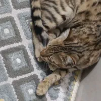 رایگان|گربه|نسیم‌شهر, |دیوار