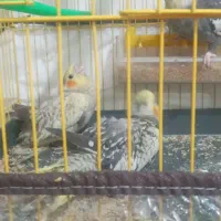 جوجه عروس هلندی|پرنده|تبریز, |دیوار