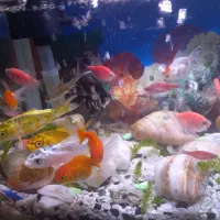 ماهی زیر قیمت