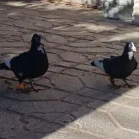 پلنگ|پرنده|کرمان, |دیوار