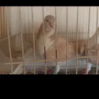 دمگیر نر زرد