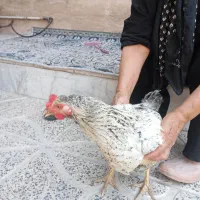 مرغ
