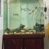 اکواریوم چینی