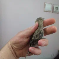 جوجه گلبسر و جوجه سینه سرخ کال نوبرونه اراکم