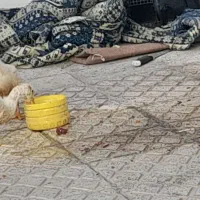 اردک|پرنده|اصفهان, مسجد مصلی|دیوار