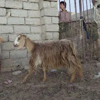 بز ابستن