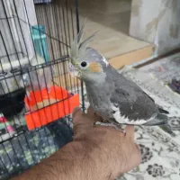 عروس هلندی