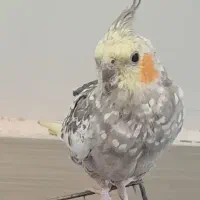 گمشده