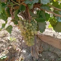 اجاره روزانه باغ ویلا تفریحی با خانه باغ مبله|اجارهٔ کوتاهمدت ویلا و باغ|شاهرود, |دیوار