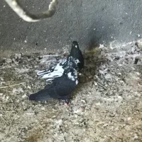 تعدادی کبوتر ناجلد