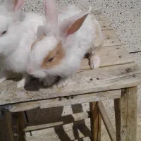 خرگوش بامزه