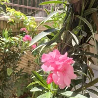 تعدادی گل و نهال آپارتمانی طبیعی (فروش فوری)