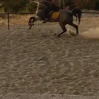 اسب کرد با شجره نوه کامران قدیری|اسب و تجهیزات اسب‌سواری|مشگین شهر, |دیوار