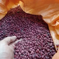 لوبیا قرمز محلی ارگانیک