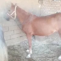 اسب|اسب و تجهیزات اسب‌سواری|حمیدیه, |دیوار