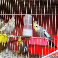 عروس هلندی پرورش خانگی|پرنده|مشهد, ادیب نیشابوری (شهرک غرب)|دیوار