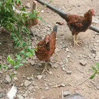 مرغ|حیوانات مزرعه|صوغان, |دیوار