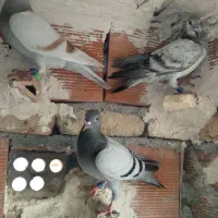 جوجه المانی