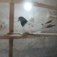 کبوتر کله دار