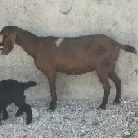 بز پاکستانی|حیوانات مزرعه|خورموج, |دیوار