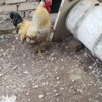خروس درشت