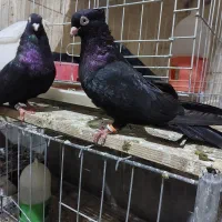 کله سیاه|پرنده|مسجد سلیمان, |دیوار