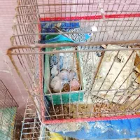 مرغ عشق باجوجه مرغ مینا کوتوله