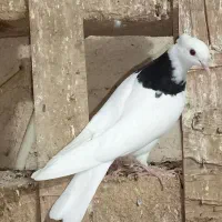 مرغ