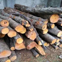خرید و فروش چوب های باغی صنعتی ذغالی در شهریار