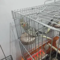 عروس هلندی سر حال