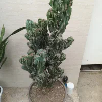 گل صخره ای بزرگ