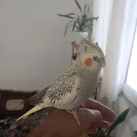 گمشده|حیوانات|بوشهر, |دیوار