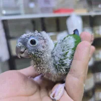 خرید و فروش گرینچیک|پرنده|نیشابور, فردوسی جنوبی|دیوار