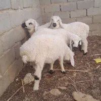 ۵ راس بره  وطنی حیکلی