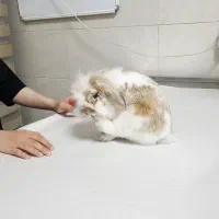 خرگوش گمشده